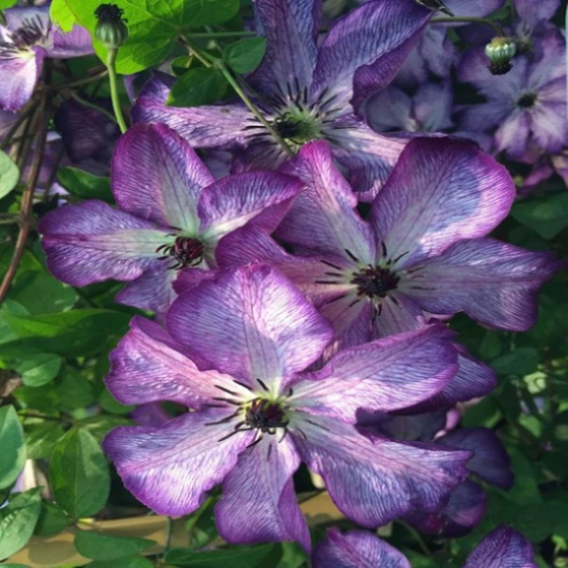 Клематис фиолетовый Супер Нова